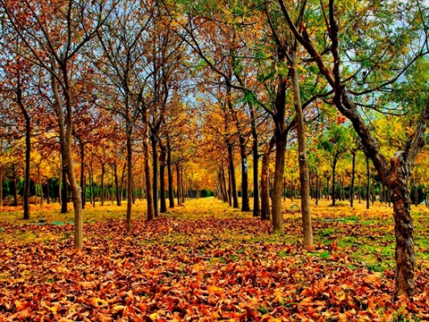 Sonbaharı Unutulmaz Kılacak 10 İzmir Manzarası fotoğrafı