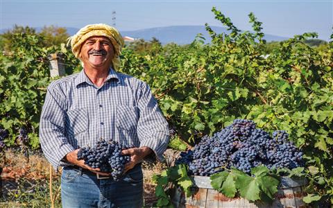 Urla'nın Uçsuz Bucaksız Şarap Bağları fotoğrafı