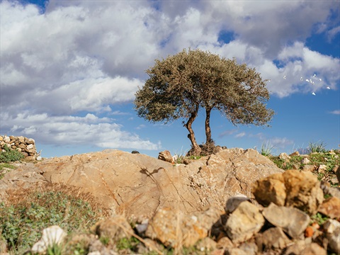 İzmir’in Doğa Rotaları fotoğrafı