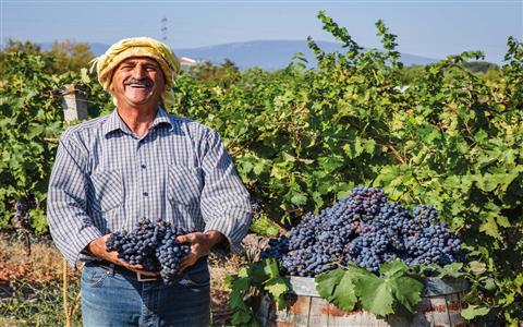 Endless Vineyards of Urla fotoğrafı