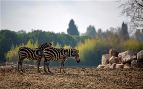 Wildlife in Izmir fotoğrafı