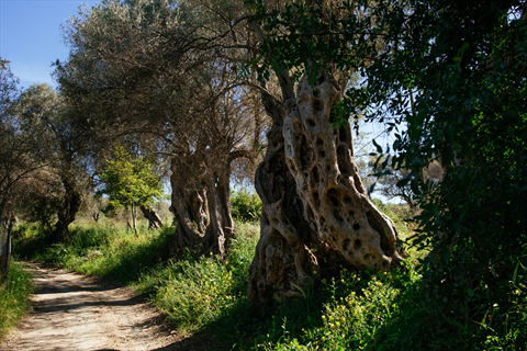 Zeytin Yolu fotoğrafı