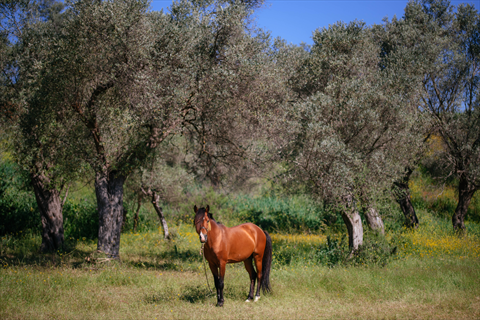 Yelki Mediterranean Forest fotoğrafı