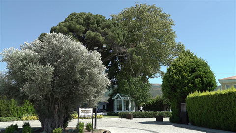 Yemişçi Nut Pine Natural Monument fotoğrafı