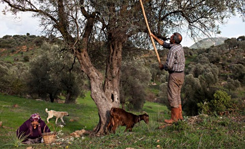 Tarladan Sofraya, Bir Zeytin Hikâyesi fotoğrafı